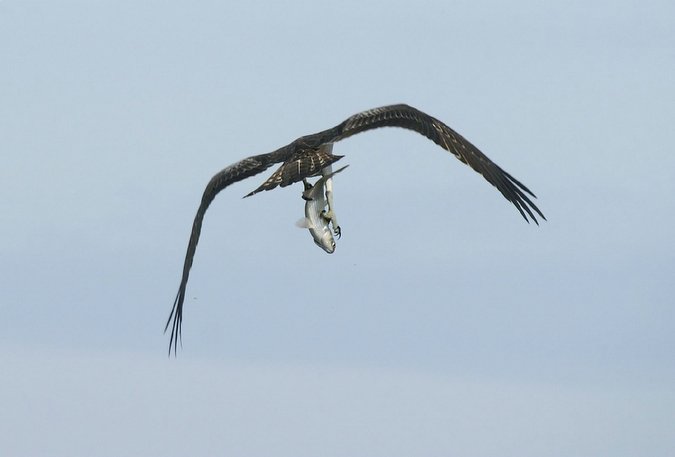 Aguila pescadora - pandion haliaeatus
