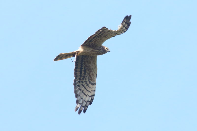 Aguilucho cenizo hembra