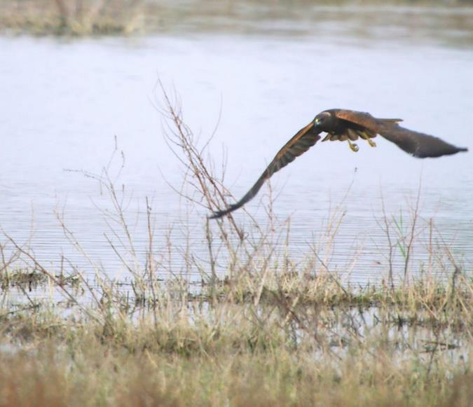 Arpella (aguilucho lagunero)