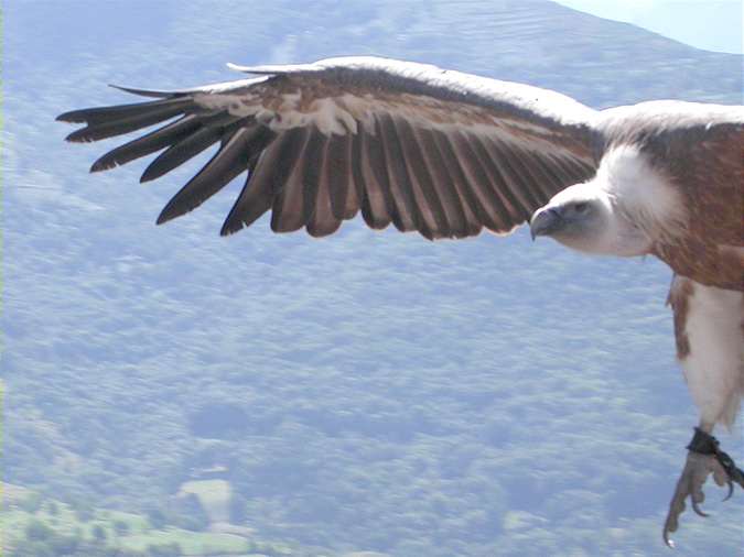 ala de voltor comú, buitre leonado (Gyps fulvus)