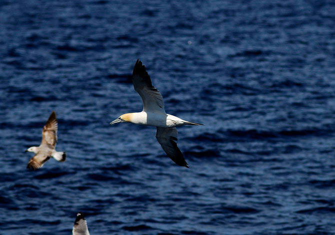 Alcatraz ( Morus bassanus )