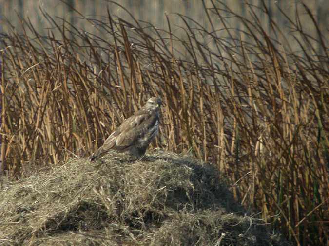 Aligot, busardo ratonero (Buteo buteo)