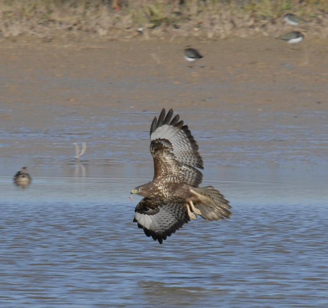 aligot comú (Buteo buteo)