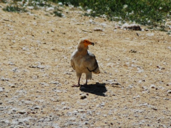 Alimoche (Neophron percnopterus)