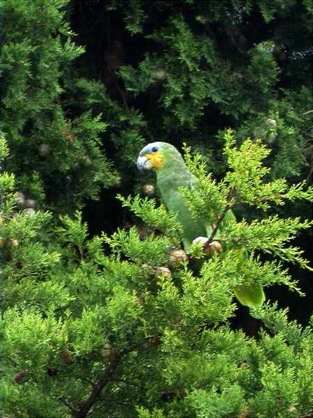 Loro guaro (Amazona amazonica)