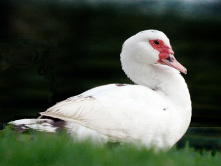 Cairina moschata