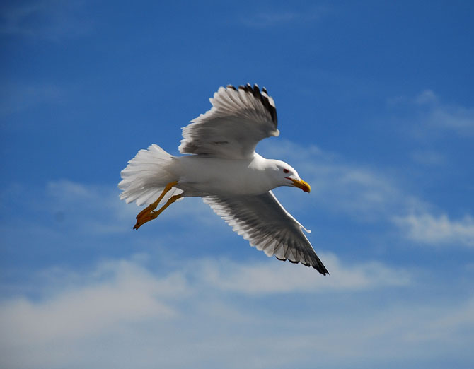 Gaviota patiamarilla ( Larus cachinnans )