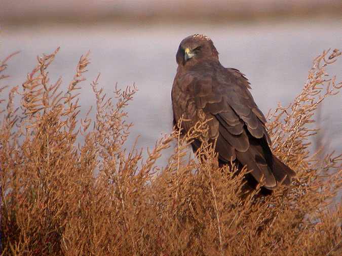 Arpella, aguilucho lagunero (Circus aeruginosus)