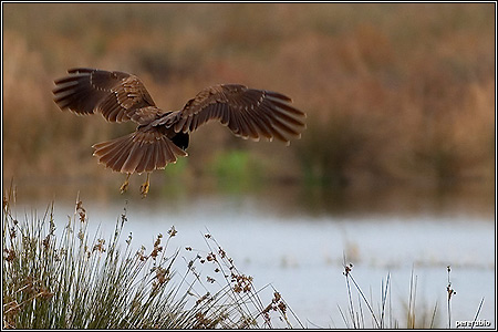 Circus aeroginosus