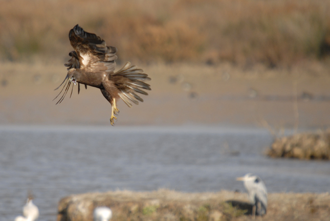 arpella (Circus aeroginosus)