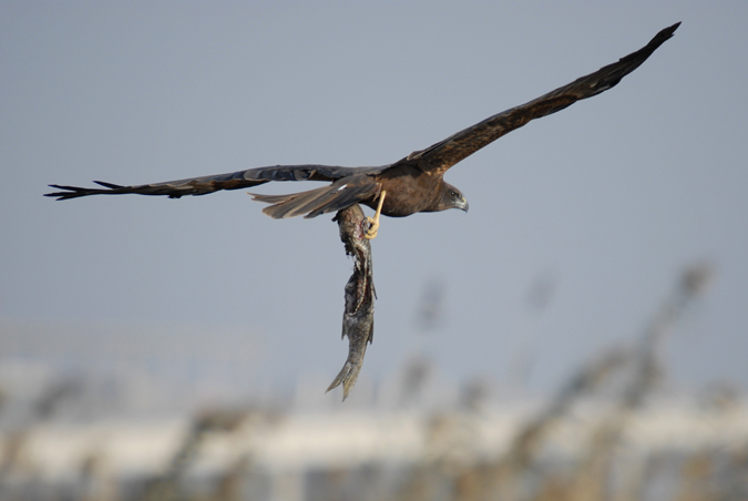 arpella (Circus aeroginosus)