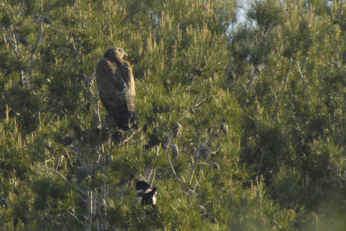 astor (Accipiter gentilis)