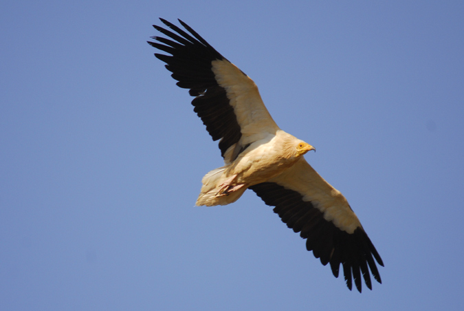 aufrany adult (Percnopterus neophron)