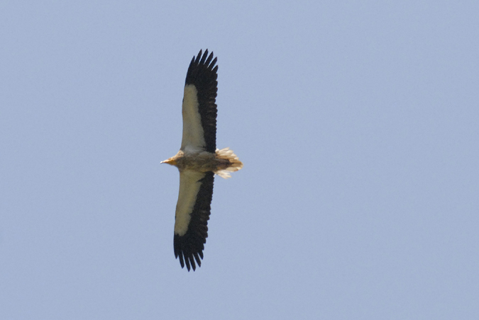 aufrany, alimoche (Neophron percnopterus)