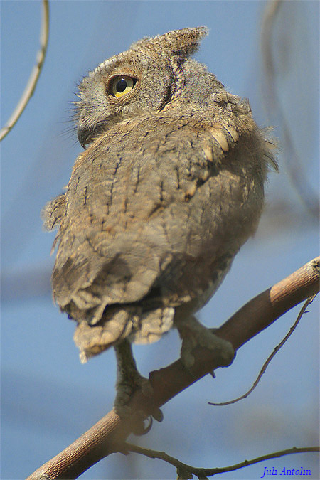 Xot - Autillo (Otus scops)