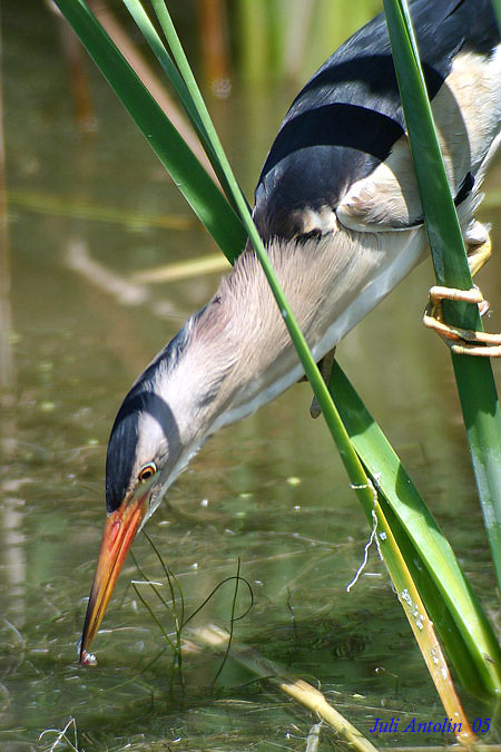 Martinet menut (Avetorillo común)(macho)