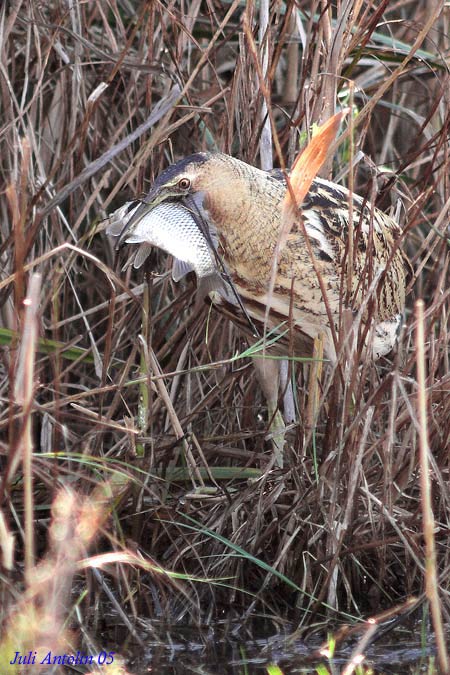 Bitó comú (Botaurus stellaris)