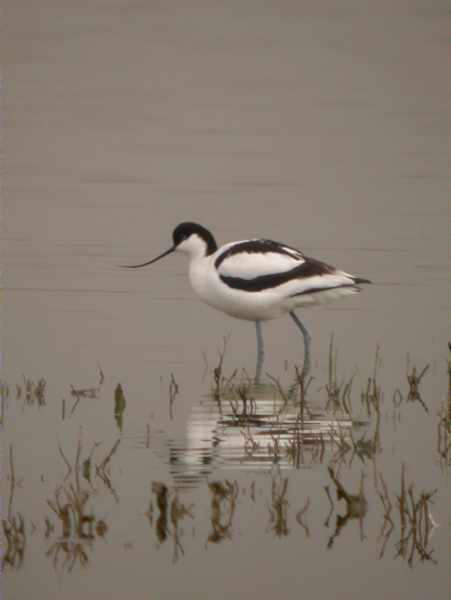 Bec d'Alena, avoceta (Recurvirostra avoceta)