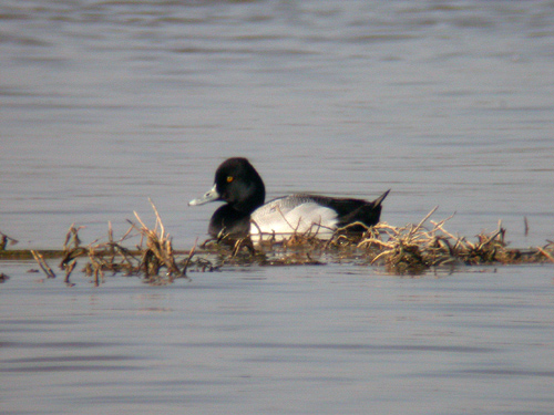 Porrón Bola (Aythya affinis)