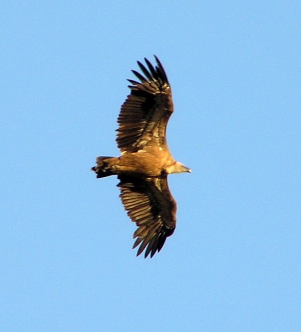 Buitre leonado