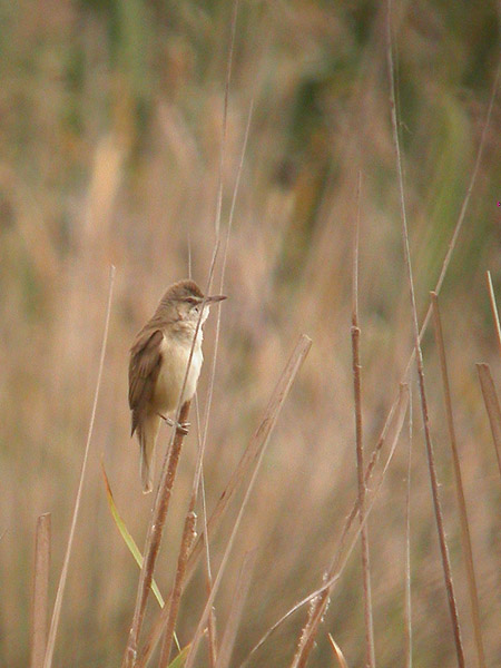 Balquer (Acrocephalus arundinaceus)