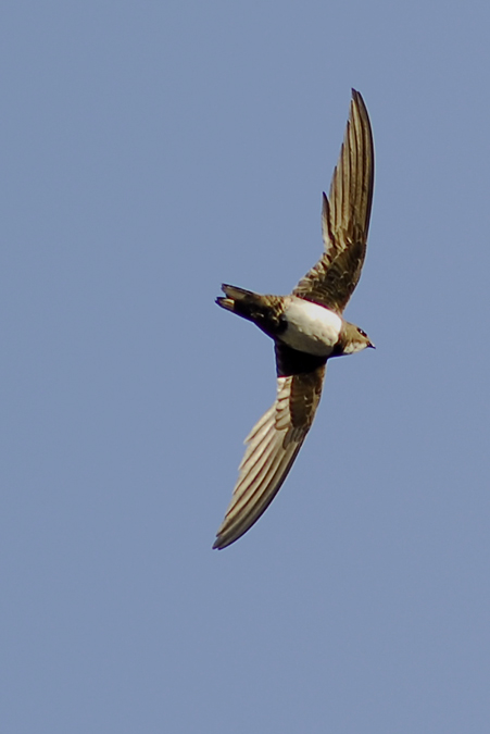 ballester, vencejo real (Apus melba)