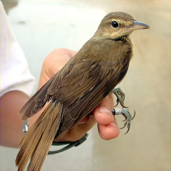 Balquer, carricero tordal (Acrocephalus arundinaceus)