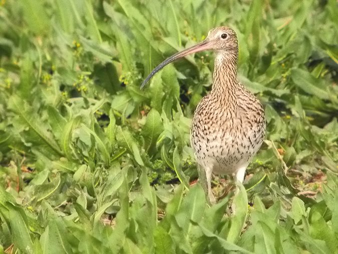 Becut, Zarapito real (Numenius arquatus)