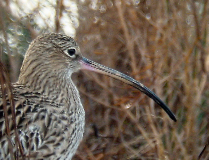 Becut (Numenius arquata)