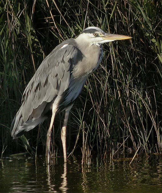 Bernat pescaire