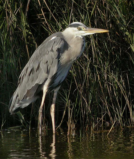 Bernat pescaire