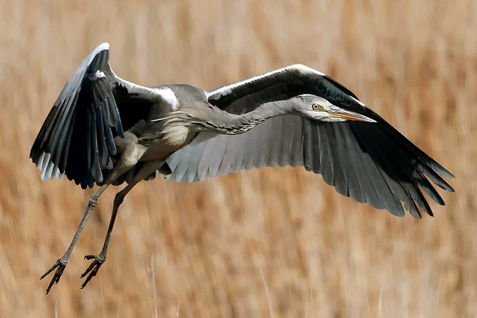 Bernat pescaire (Ardea cinerea)