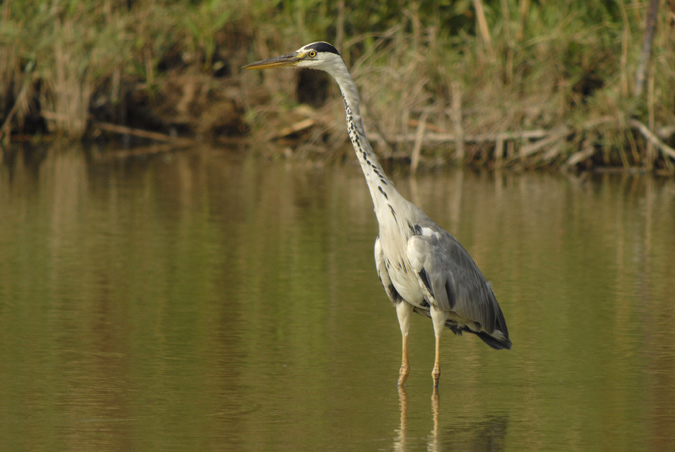 bernat pescaire (Ardea cinerea)