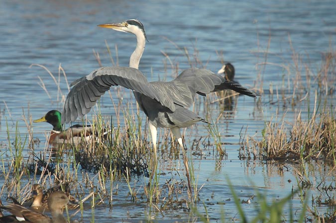 bernat pescaire (ardea cinerea)