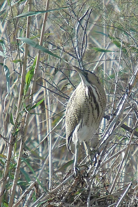 bitó ( botaurus stellaris)