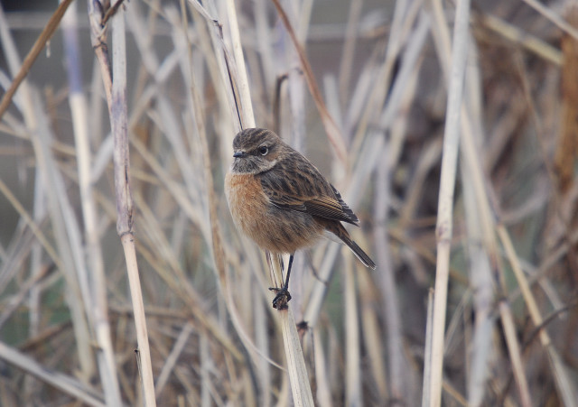 Bitxac comú  (Saxicola torquata)