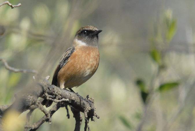 bitxac  (Saxicola torquata)