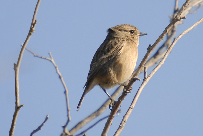 bitxaca (Saxicola torquata)