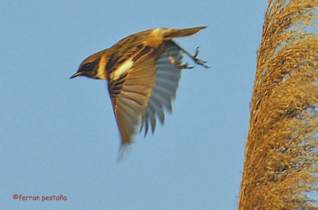 Bitxac comú volant (saxicola torcuata)