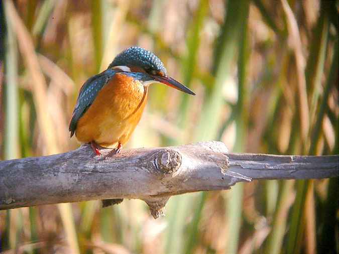 blauet, martín pescador (Alcedo atthis)