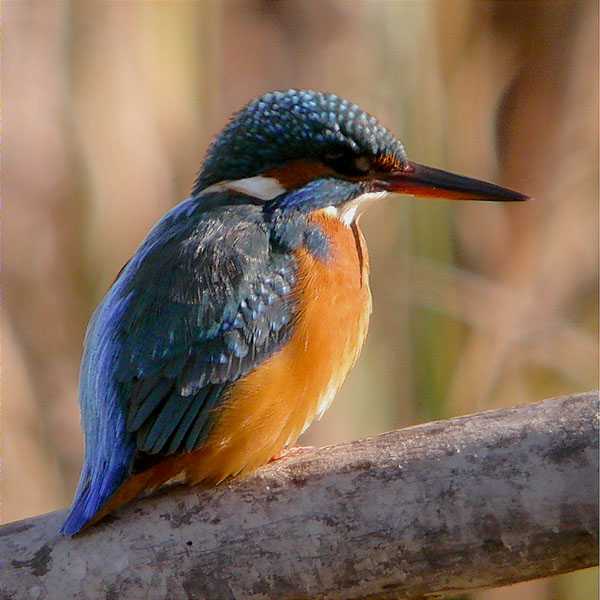 Blauet, martín pescador (Alcedo atthis)