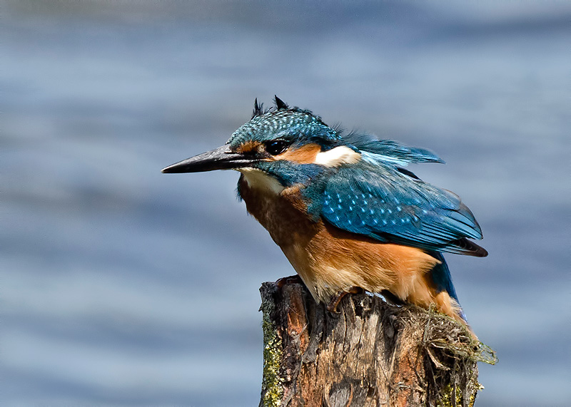 Blauet escabellat