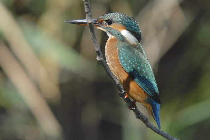 blauet (Alcedo atthis)