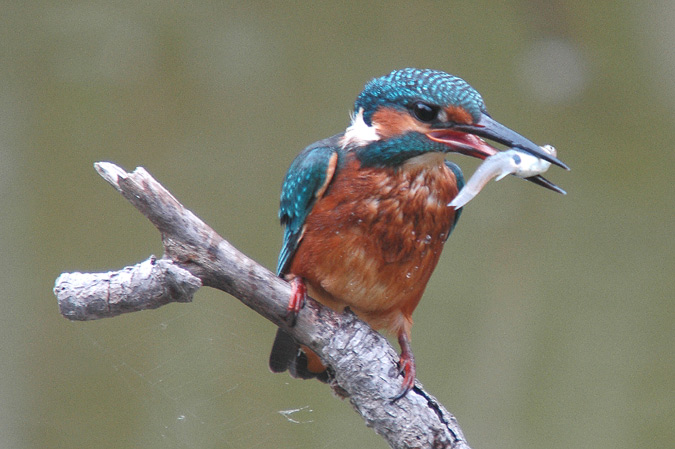 blauet (Alcedo atthis)