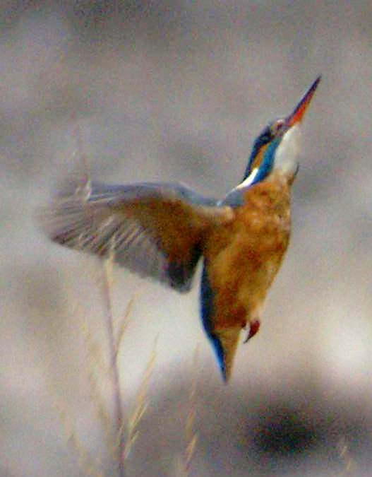 Blauet volant