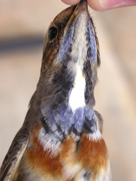 Cotxa blava mascle, pechiazul (Luscina svecica)