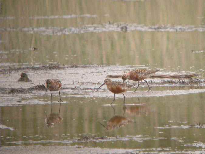 Territ becllarg, correlimos zarapitín (Calidris ferruginea)