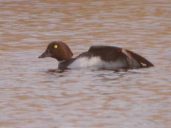 Morell d'ulls grocs estirant-se (Bucephala clangula)