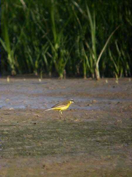 Cuereta groga, lavandera bueyera (Motacilla flava)