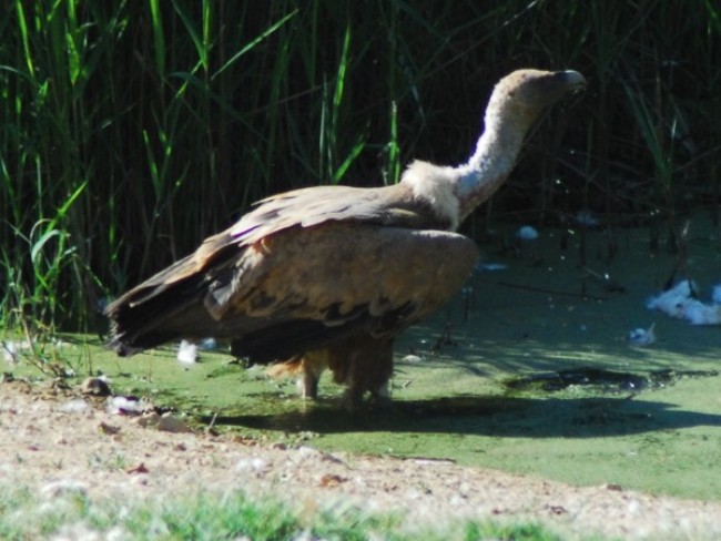 Buitre leonado (gyps fulvus)